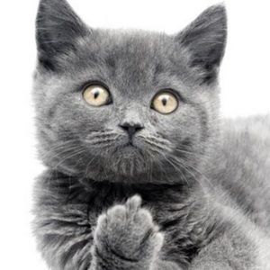 Meet your Posher, September